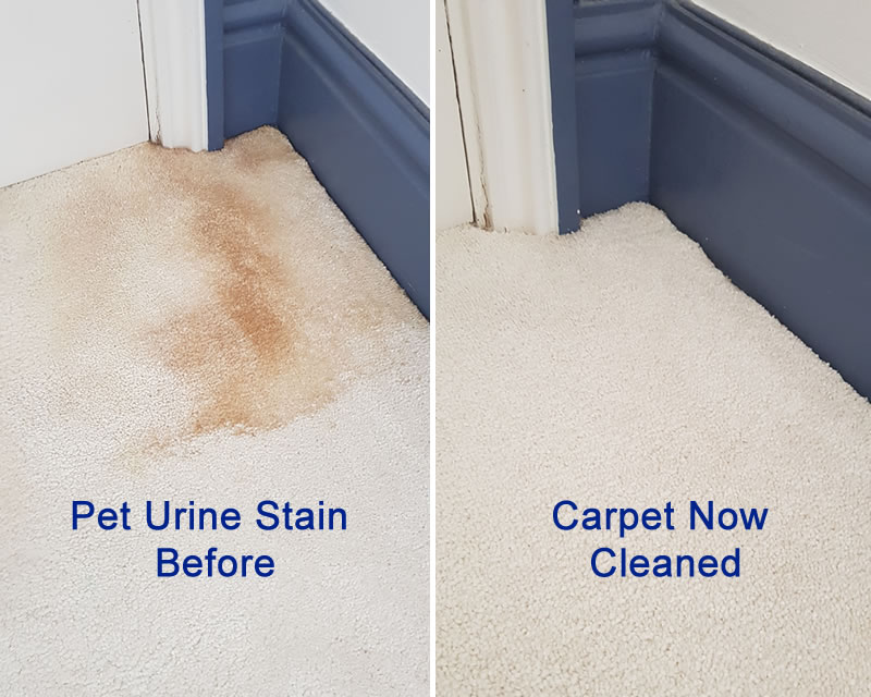 Pet stain on carpet before and after removal